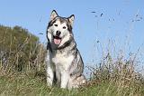 ALASKAN MALAMUTE 151